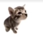 El gatito meme