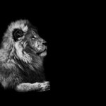 The lion