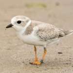 Piping plover