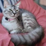 Paki-baba ang aking kilay!