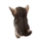 El gatito meme