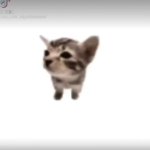 El gatito meme