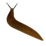 Vile Brown Slug Trans