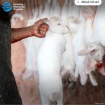 Fur Is Not Fashion