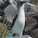 booby