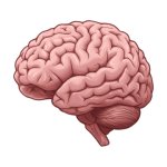 Brain