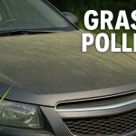 grass pollen