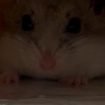 Hamster hiding