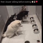 Discipline | image tagged in gifs,discipline | made w/ Imgflip video-to-gif maker