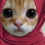 Hijab Cat