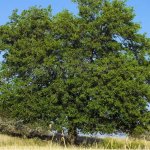 mora tree