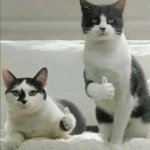 Thumbs up cat