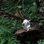 hunger games furby