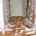 destructive dog