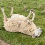 Sheep back template