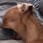 Sobbing Dog