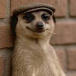 Meerkat Hat