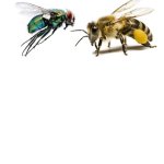 fly eat shit and bee aint