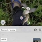 hamster meme