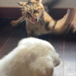 cat attacks dog