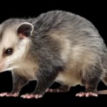 Possum