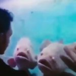 Talking to fish GIF Template