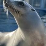silly seal