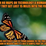 In Real Life | WITH NO MAPS OR TECHNOLOGY A HUMAN CAN DIE IF THEY GET LOST 15 MILES INTO THE FOREST; THIS BUTTERFLY CAN FLY FROM CANADA TO THE TREE IT CAME FROM IN MEXICO AND IT’S JUST A SIMPLE PART OF LIFE FOR IT | image tagged in butterfly | made w/ Imgflip meme maker
