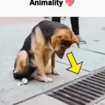 Animality | image tagged in gifs,animality | made w/ Imgflip video-to-gif maker