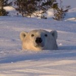 Polar Bear Head