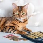 math cat