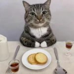Cat with Breakfast