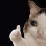 thumbs up cat