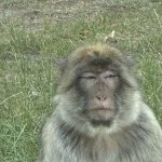 Unhappy Monkkey
