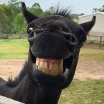 smiling horse