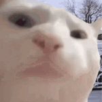 i showed you my