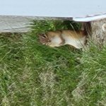 Squirrel Nutz