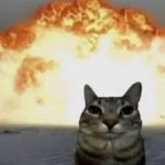 cursed cat