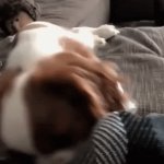 Happy Hump Day | image tagged in gifs,happy hump day | made w/ Imgflip video-to-gif maker