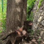 There's Always A Way To Accomplish Your Goal | image tagged in gifs,there's always a way to accomplish your goal | made w/ Imgflip video-to-gif maker