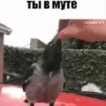 Shut up crow GIF Template