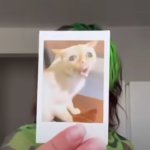 cat memes