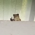 Frog of Defiance meme