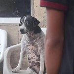 Angry dog