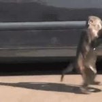 Monkey stealing tire cover GIF Template