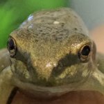 Frog finger