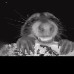 Smile for the camera template