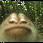 Monki | Ook | image tagged in monki | made w/ Imgflip meme maker