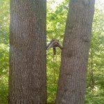 Racoon between trees with less glair