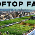 Rooftop Farm